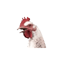 A chicken head repeatedly bobbing up and down in a rhythmic motion.