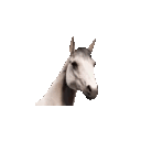 A white horse head repeatedly bobs up and down in a rhythmic motion.