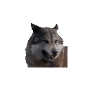 A gray wolf head bouncing up and down repeatedly.