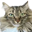 Agatha