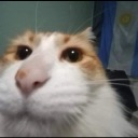 A close-up, fish-eye view of a cat's face looking directly at the camera with a distorted, comical expression.