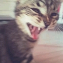 Tabby cat with a blurry, motion-effect appearance and its mouth wide open in a loud yawn or scream.