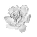 A stylized white rose flower depicted in a grayscale 3D art style.