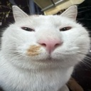 A white cat with a brown spot on its nose stares directly into the lens with a distorted, wide-angle facial expression.