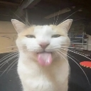 A white and orange cat looking directly at the camera with its tongue sticking out.