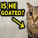 A tabby cat looks suspiciously at the camera with a yellow arrow pointing at it and text asking if he is goated.