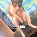 Cat sitting upright on a bed with a slumped posture and the text man idk overlaid.