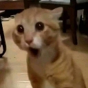 A ginger cat with wide, dilated pupils and an open mouth looking surprised.