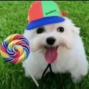 A fluffy white puppy wearing a colorful baseball cap and holding a large swirled lollipop in its mouth.