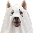spookyHusky Discord Emoji - Homespook Community