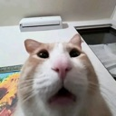 A close-up, wide-angle photo of a cat with a shocked, open-mouthed expression.