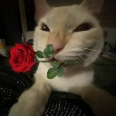 Cat holding a red rose in its mouth with a smug expression.