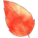 499892ffleaf