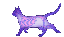 1977skelecat