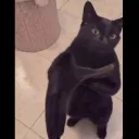 catwithhand