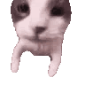 A gray and white cat leaning forward in four progressive steps as if to kiss the camera lens.
