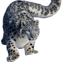 A snow leopard with spotted fur stalks forward with a focused expression.