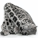 A snow leopard curled into a tight, flexible ball while lying on a white background.