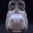 A donkey face is symmetrically distorted and zoomed in, staring directly forward with a blank expression.