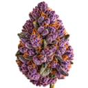 A purple flower bud with orange highlights centered on a light background.