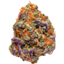 Cannabis bud with purple and orange tones centered on a neutral background.