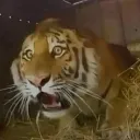 tigf1
