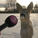 A deer standing in the snow looking at a pink microphone held by an unseen person.