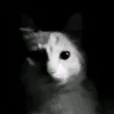 catf1