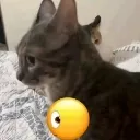 catf4