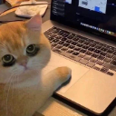 GAMERCAT Discord Emoji - Study, Games, and Chat