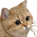 CatStare custom emote | Study, Games, and Chat