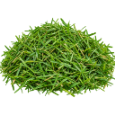 A small pile of freshly cut green grass blades.