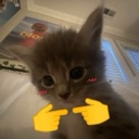 A gray kitten looking bashful with two yellow cartoon hands touching index fingers together.