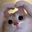 A cat with large eyes holds its paws together to form a heart shape above its head.