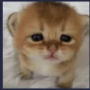 sadcat