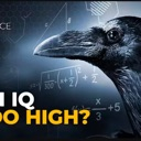 A raven in profile view set against a background of white mathematical equations and text reading IQ and HIGH.
