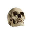 1skull