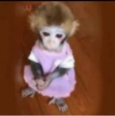 A small monkey wearing a pink dress standing on a wooden floor looking slightly confused.