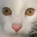 cat_stare