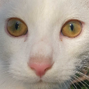 A close-up of a white cat's face with wide, yellow eyes staring directly forward.