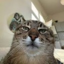 A close-up of a cat looking down at the camera with a squinted, judgmental expression.