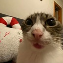 A cat with a distorted, wide-angle face stares intensely into the camera lens.
