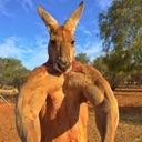 A muscular kangaroo standing upright and flexing its massive arms.