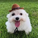 A small white puppy with a happy expression wearing a brown cowboy hat while standing on green grass.
