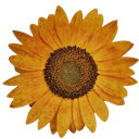 Sunflower with bright yellow petals and a dark brown center.