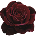 A dark red rose in full bloom with velvety petals.