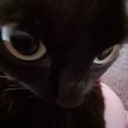 A black cat with wide, reflective eyes staring directly into the camera lens.