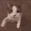 catsmooch animated emote from Despised Icon (18+)