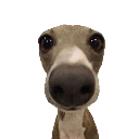 :dog: