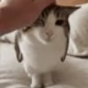 A cat with a confused expression being gently petted on the head by a human hand.